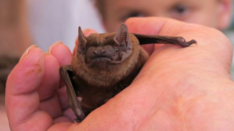 Kratzeburger Fledermaus-Nacht