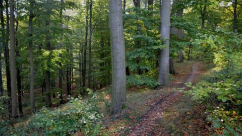 Wanderweg zum Reiherberg