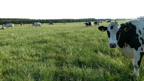 Unsere Kühe haben viel Auslauf auf der saftig, grünen Wiese.