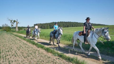 Gestuet Herian Trab-bei-charlottenhof