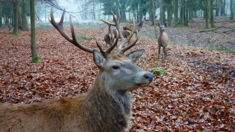 Ausflug in den Wildpark Boek