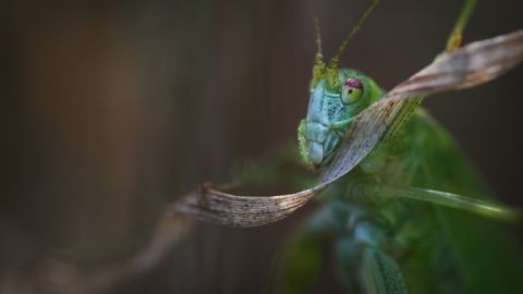 Makrofotografie