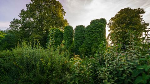 Zisterzienser Klosterruine Himmelpfort