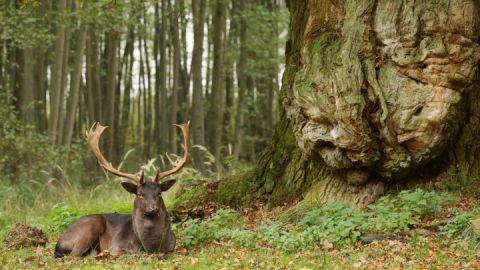 Damhirsch Knusteiche