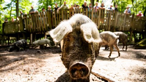 Turopolje-Schweine im Hutewald