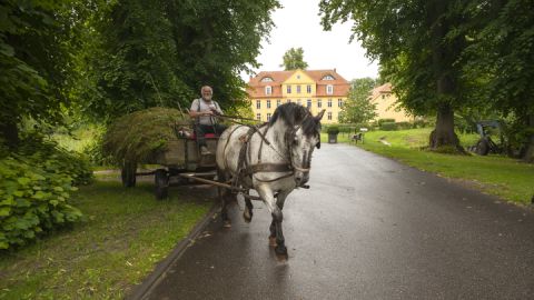 Pferdewagen vor Lühburg (Christin Drühl)