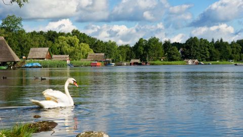 Schwan auf dem Stadtsee in Krakow am See, Mecklenburgische Seenplatte